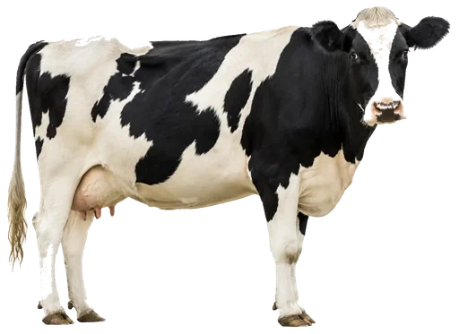 cow